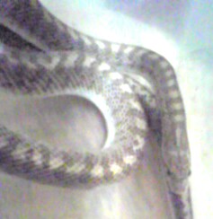 yCebhfU[gO[V[Xl[N(Arizona elegans philipi )̇A