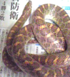 JUXO[V[Xl[N(Arizona elegans elegans )