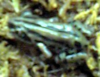 ZlKKG(Kassina snegalensis )
